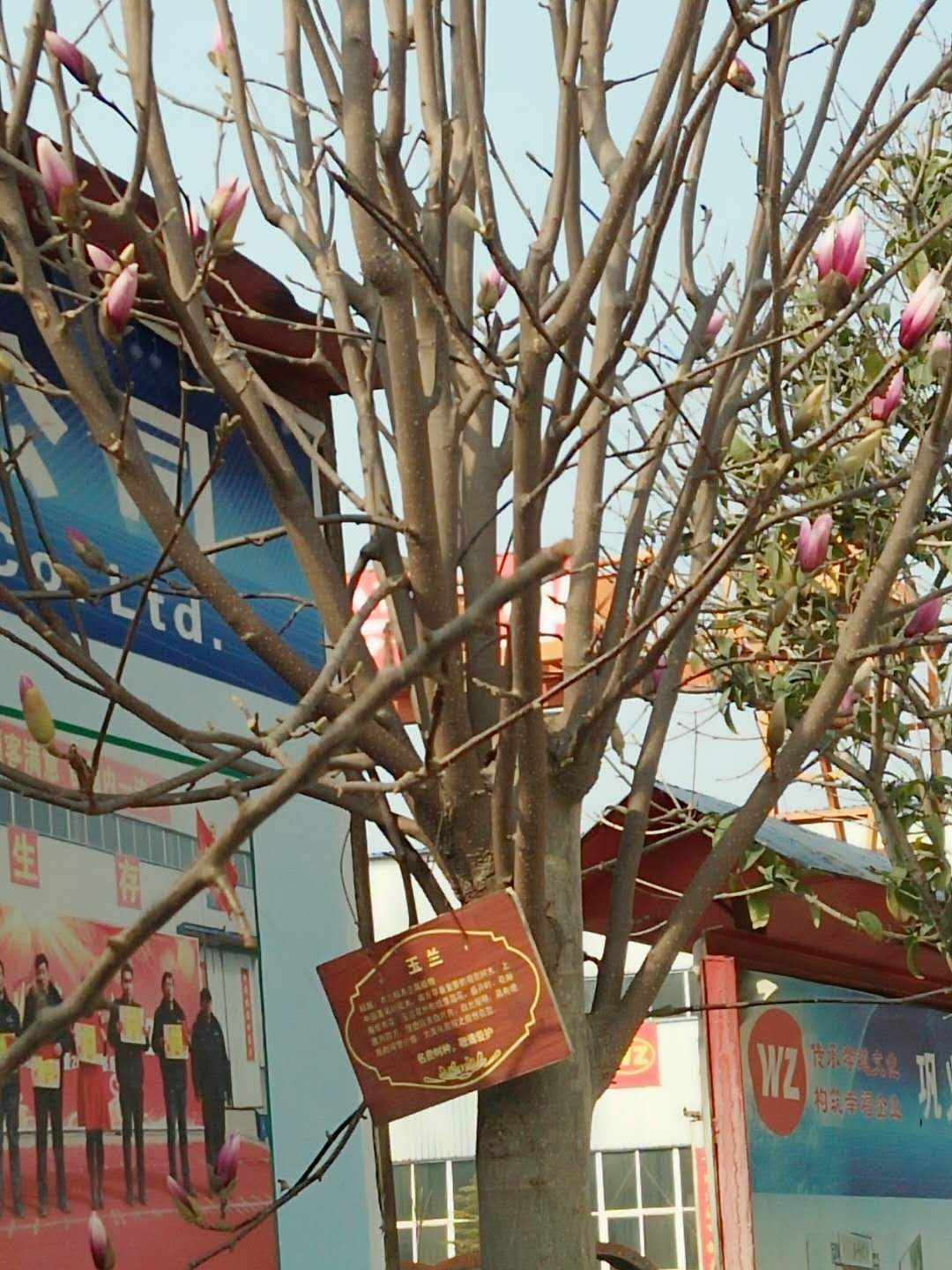 偉志模板春季花開了歡迎大家到偉志來(lái)