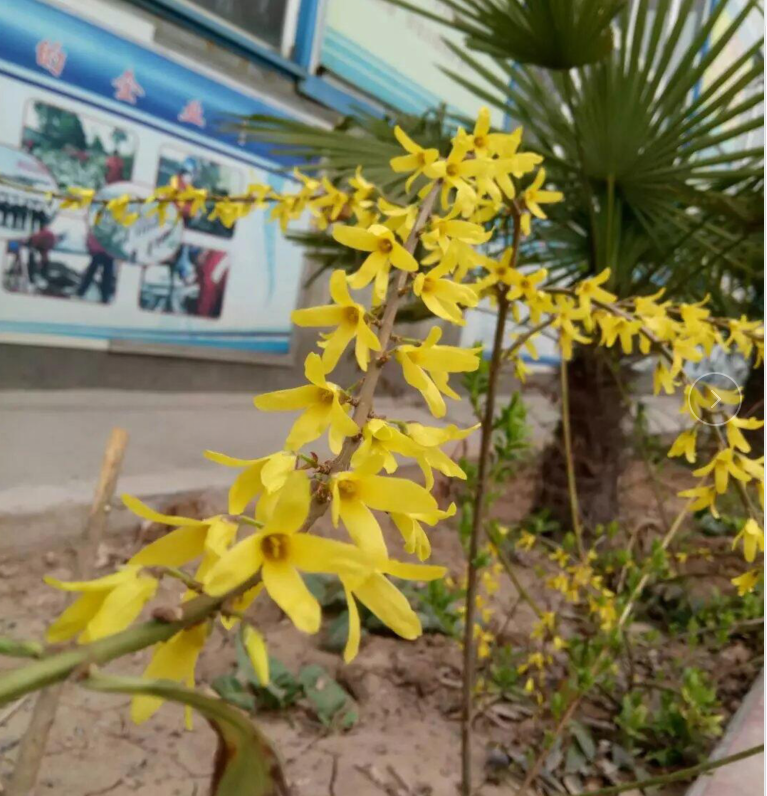 偉志模板春季花開了歡迎大家到偉志來(lái)