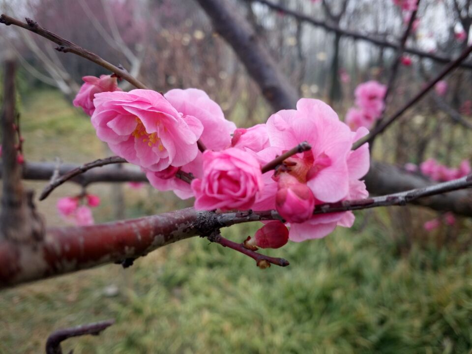 偉志模板春季花開了歡迎大家到偉志來(lái)